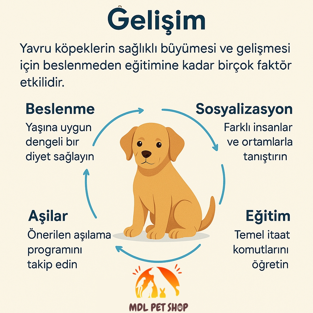Yavru Köpeklerde Gelişim: Sağlıklı ve Mutlu Bir Büyüme İçin Rehber